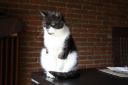 Dateiname=cat_001.JPG
Dateigröße=2495KB
Abmessungen: 3888x2592
hinzugefügt am: 18. Juni 2011 cat_001.JPG