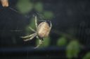 Filename=september_023.JPG
Filesize=2880KiB
Dimensions=3888x2592
Date added=Jun 19, 2011 september_023.JPG