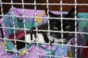 tierheim_kappeln_und_juli2009_044.JPG